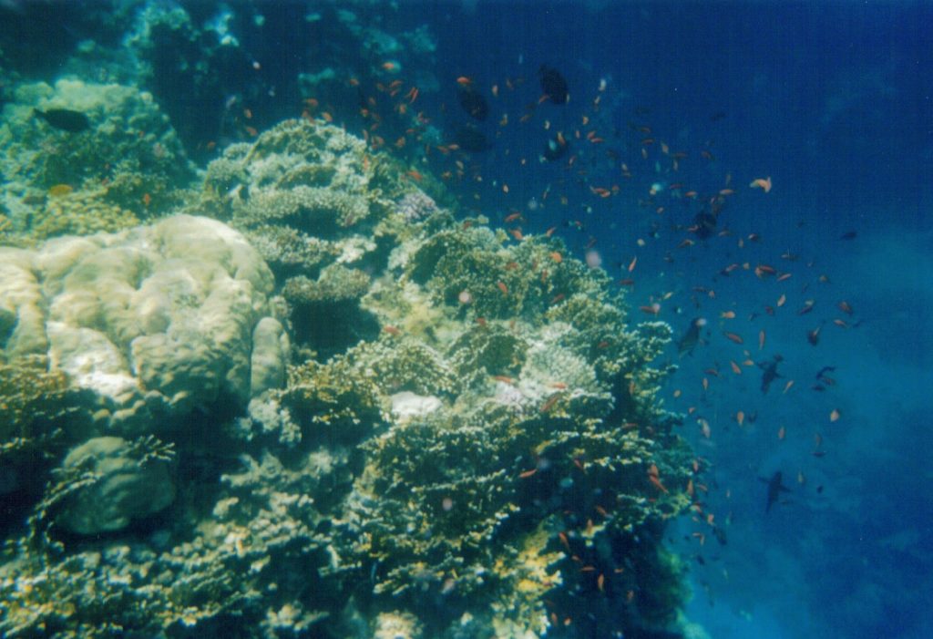MARSA ALAM BARRIERA CORALLINA