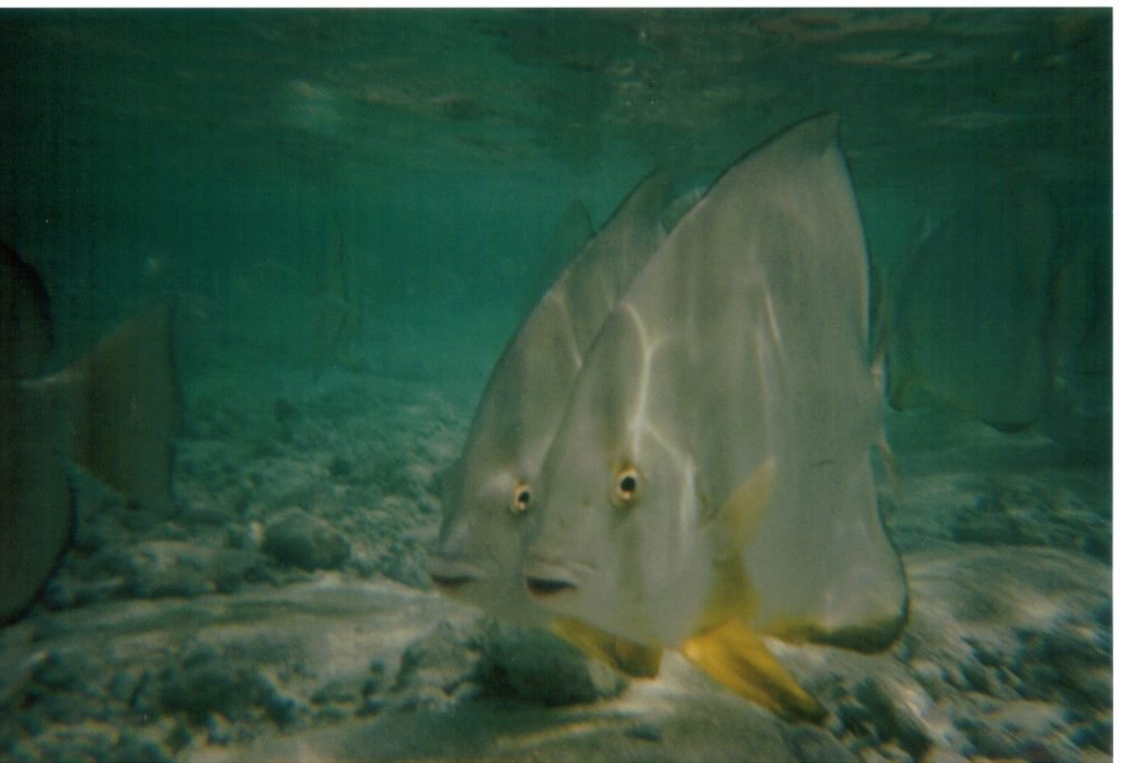 PESCI NELLA SPIAGGIA DEL NEW EMERALD COVE ALLE ISOLE DELLE SEYCHELLES, Anse La Farine